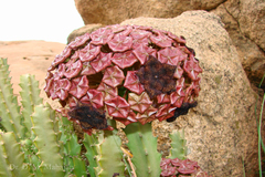 Caralluma umbellata